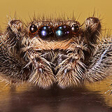 Extreme close-ups of insects